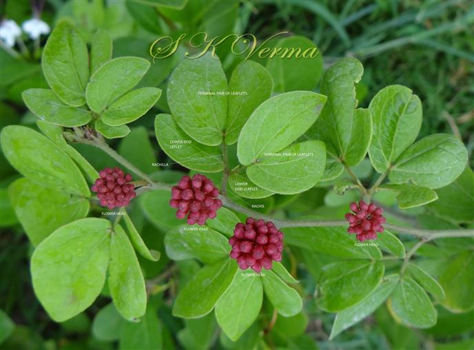  Leaves and Flower heads